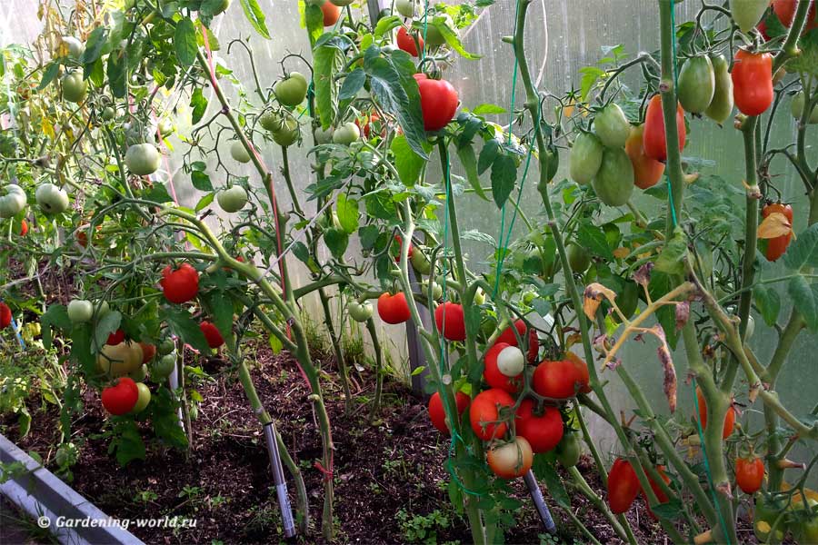 Как сажать помидоры в теплице - 6 правил - Мир Садоводства