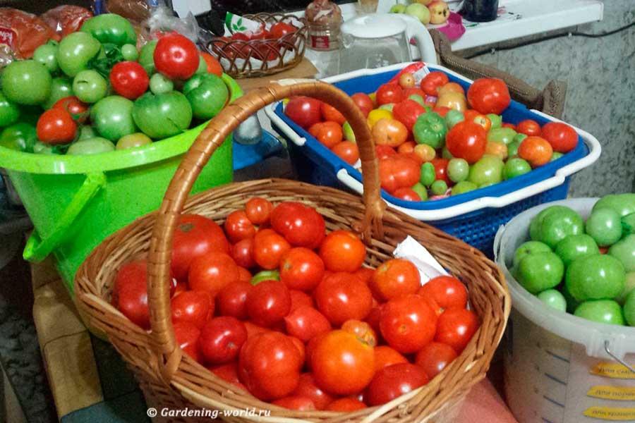 Как вырастить помидоры, простой способ, фото