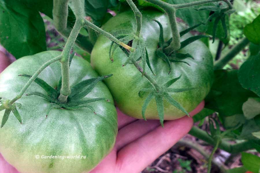 Как сохранить помидоры и спасти от фитофторы