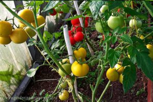 Формирование томатов, детерминантный куст