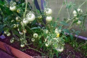 Посадка и выращивание помидор в теплице