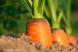 7 секретов успешного выращивания моркови