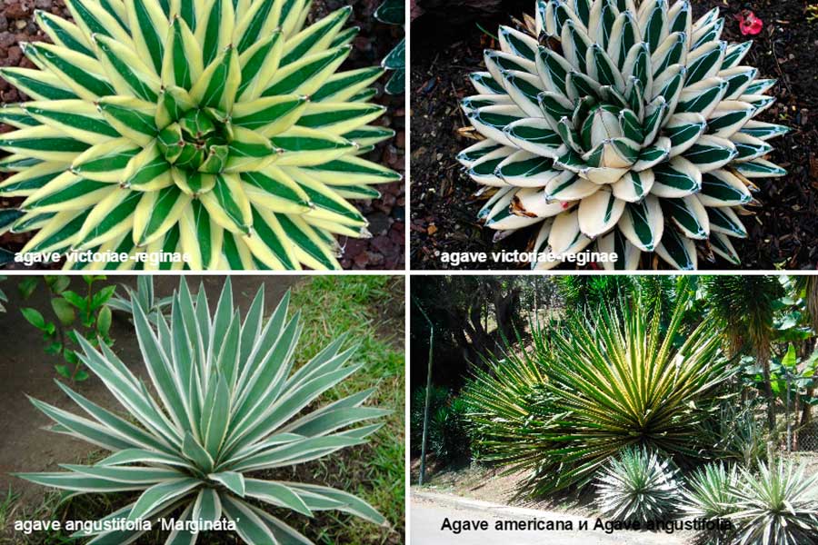Агава (agave) – краткая характеристика