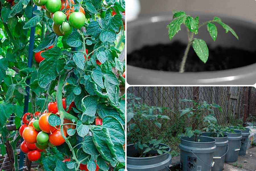 Выращивание томатов в ведрах