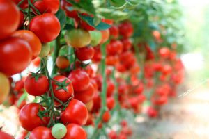 Три правила, как вырастить здоровые томаты