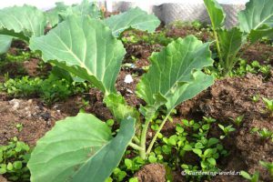 Выращивание капусты за 5 шагов