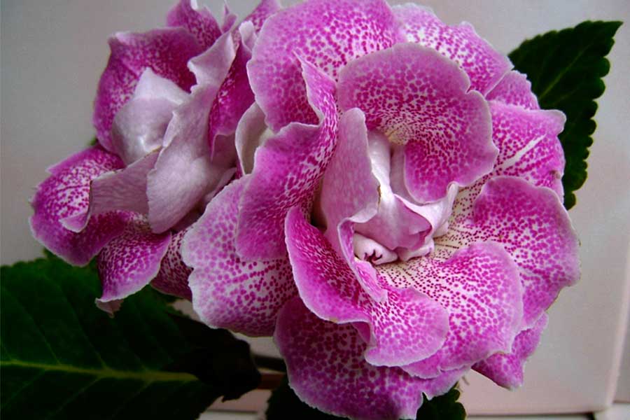 Цветок Глоксиния Фото