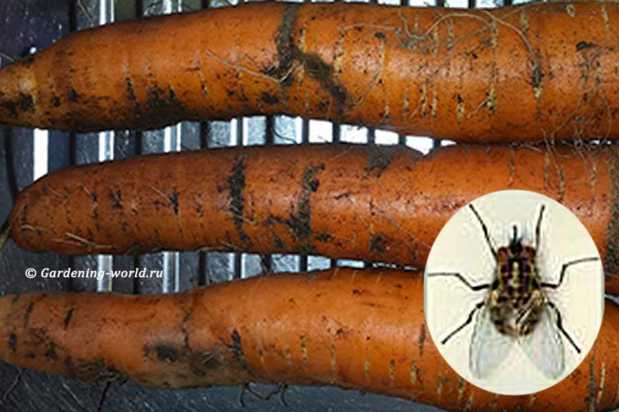Морковная муха, 4 эффективных средства борьбы