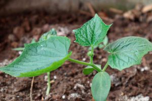 2 секрета, как ускорить прорастание семян огурцов