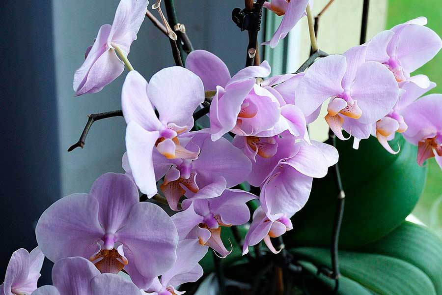 Орхидея Фаленопсис - основные правила ухода