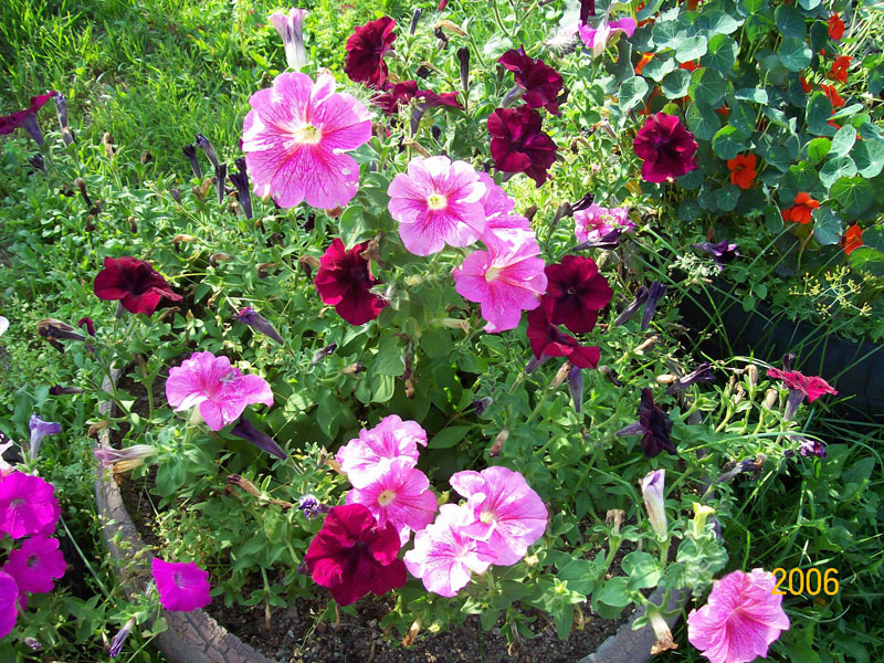Фотоальбом - фото цветов, лучшее из сада, 2014 год
