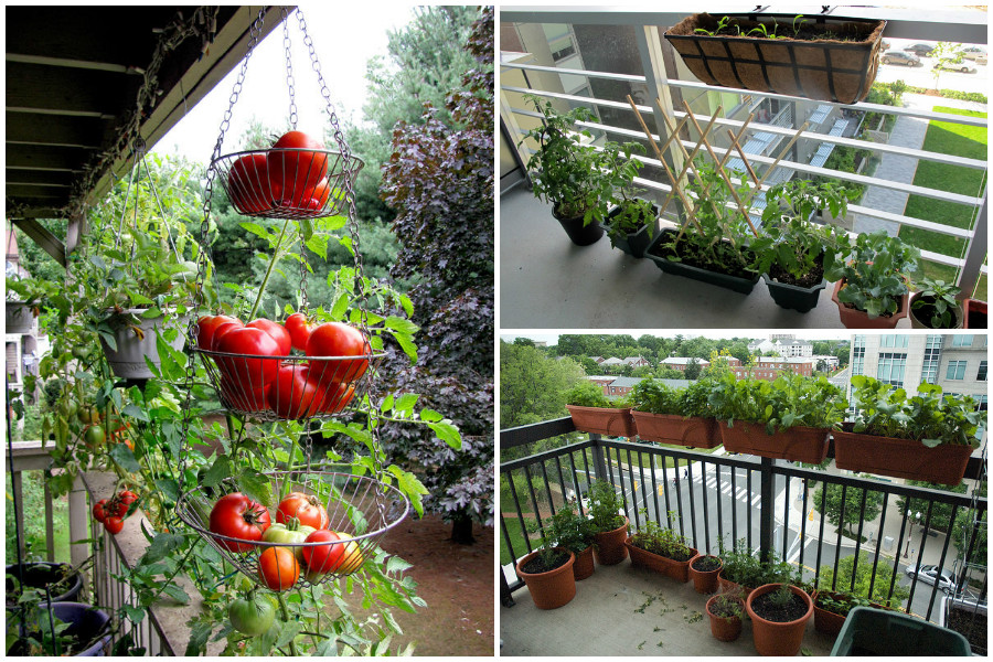 Огород на балконе, идеи в фотографиях