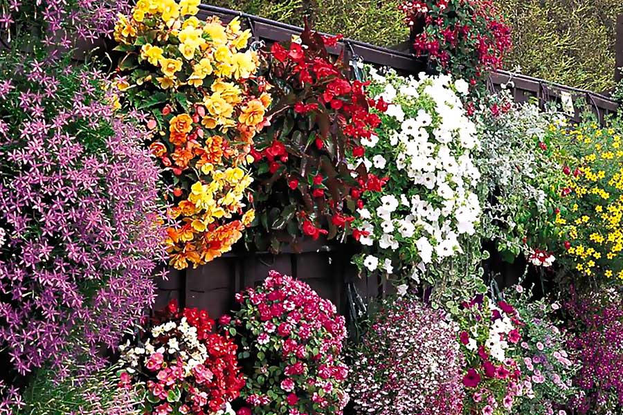 Каскадные цветы для сада фото и названия