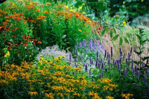 10 ярких растений - многолетники для цветников