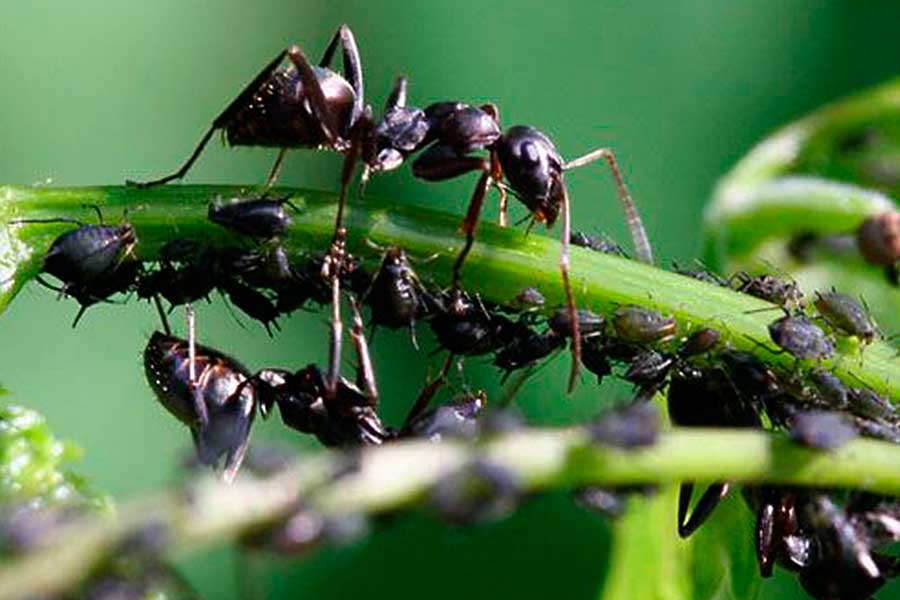 Как избавиться от тли и муравьев без химии