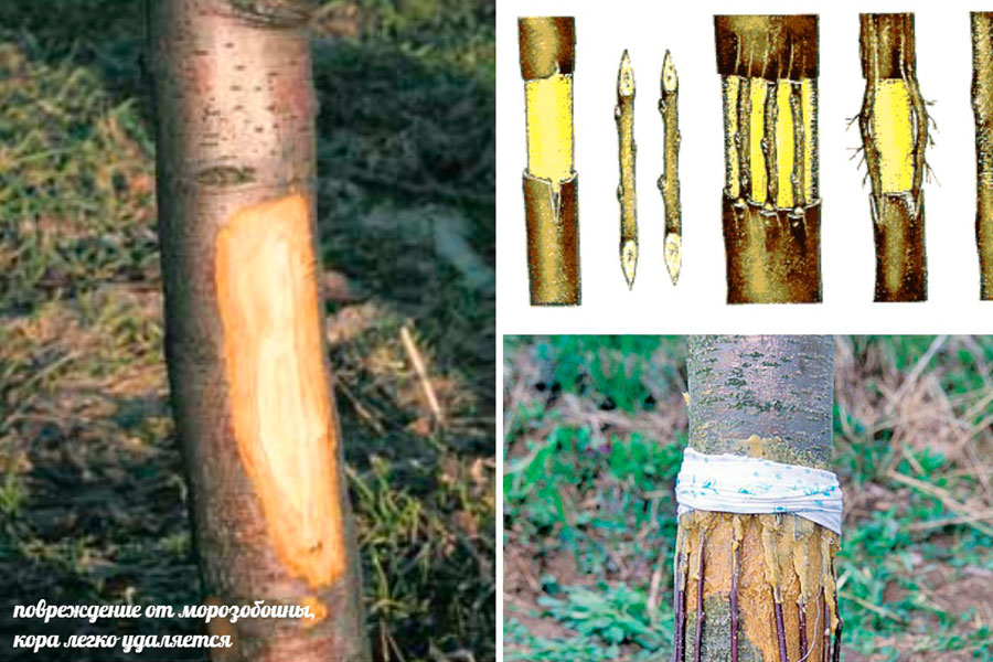 Как сберечь поврежденное дерево