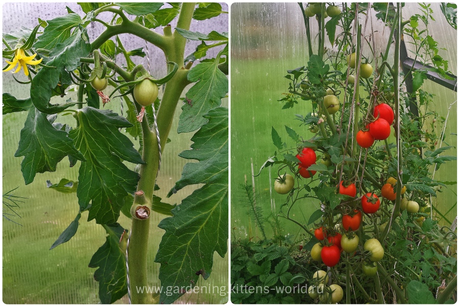 Почему скручиваются листья у томатов, причины и способы решения проблемы -Мир Садоводства