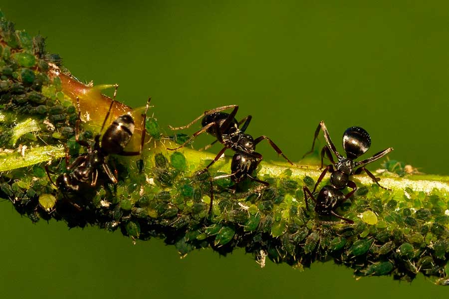 Ещё одно средство от муравьев, доступное и эффективное