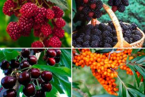 Засухоустойчивые плодово-ягодные деревья и кустарники – краткая характеристика в таблице