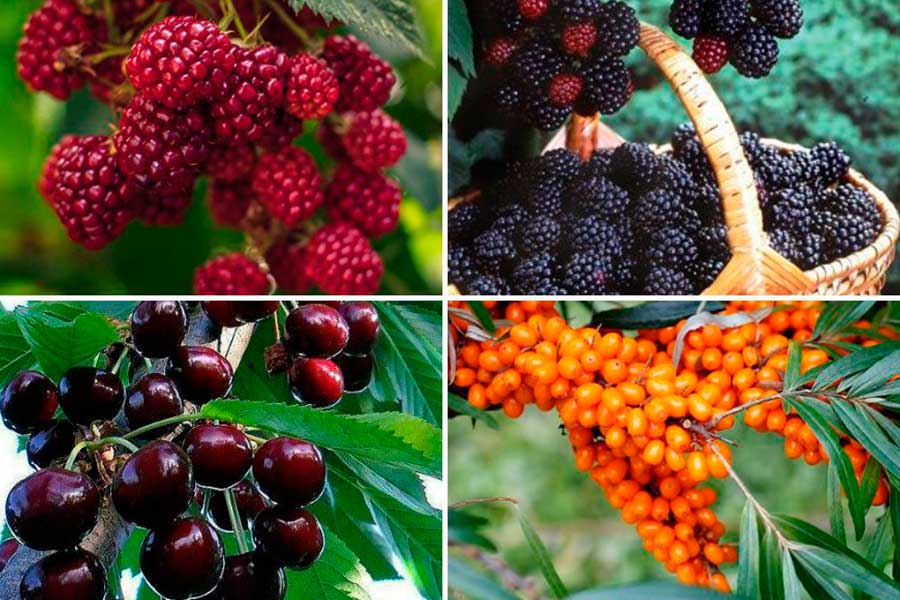 Засухоустойчивые плодово-ягодные деревья и кустарники – краткая характеристика в таблице