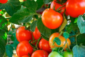 Как вырастить помидоры, самый простой способ
