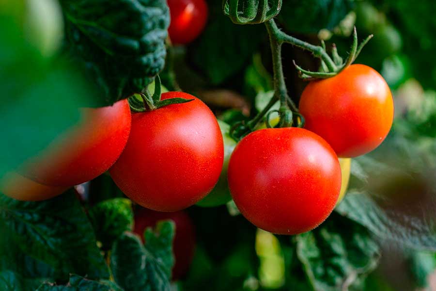 Как вырастить томаты от посева на рассаду до высадки в грунт