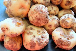 Как избавиться от парши на картофеле
