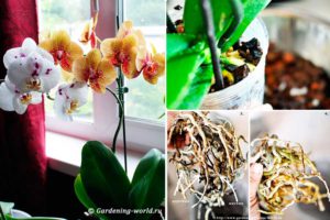 Как пересаживать орхидею и когда это лучше сделать