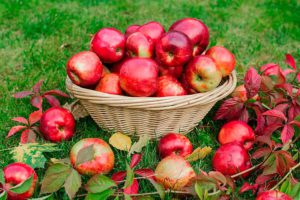 Как сохранить яблоки зимой