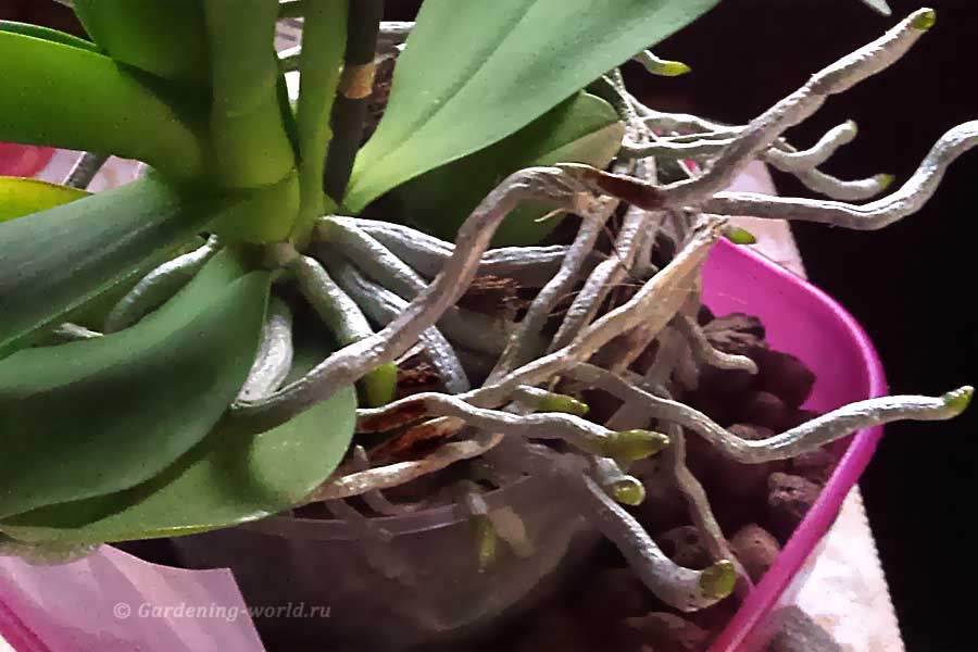 Корни орхидеи гниют и в пятнах, какие фунгициды помогут