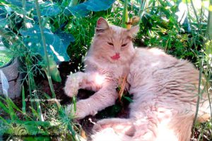 Кошки на даче: как защитить грядки от кошек