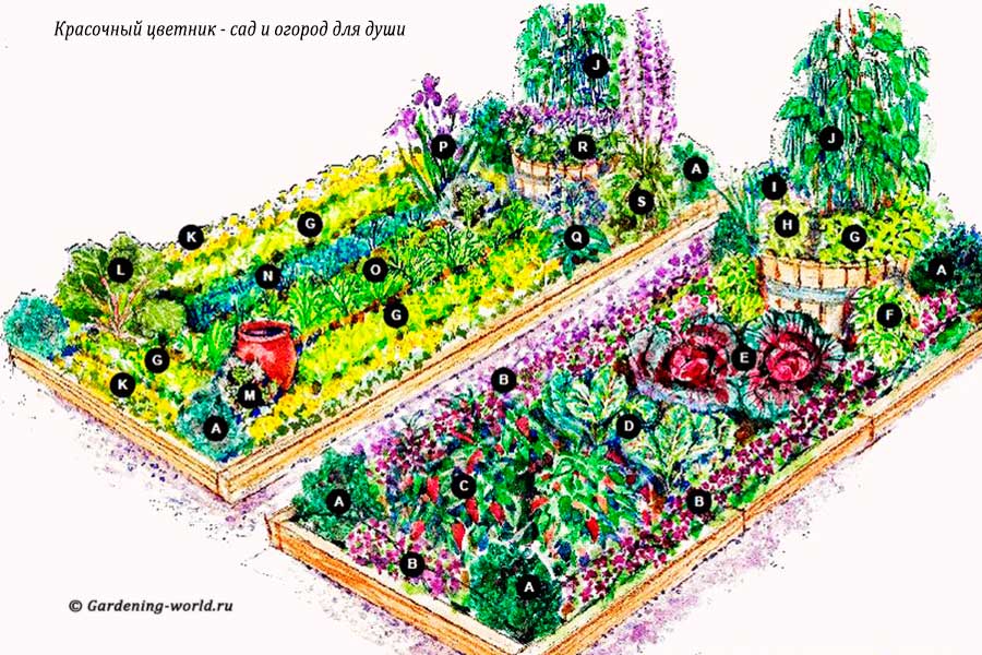 Красочный цветник — план: сад и огород для души и глаз