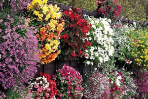 Лучшие цветы для контейнеров-каскадов на балконе и даче летом