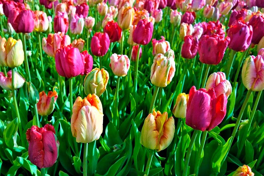 Можно ли сажать тюльпаны весной
