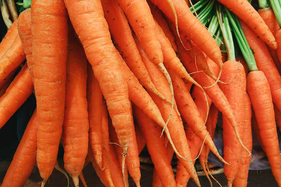 Морковь без проблем, подготовка семян моркови к посеву