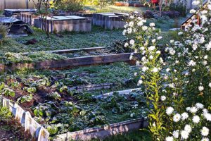 План работ садовода и огородника на ноябрь