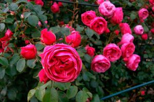 Полиантовые розы, описание, посадка, уход, фото