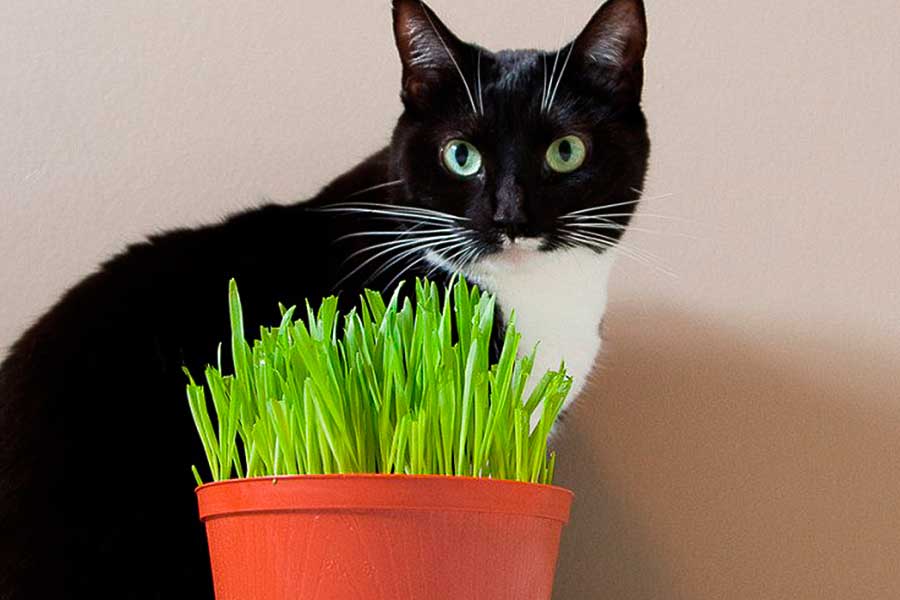 Как посадить траву для кошек