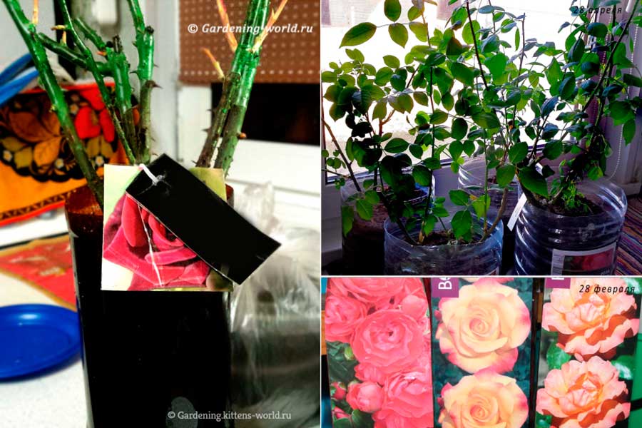 Как сохранить розы в картонной коробке до посадки в открытый грунт