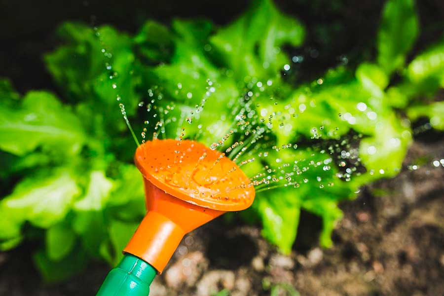 Как поливать овощи и зеленые культуры