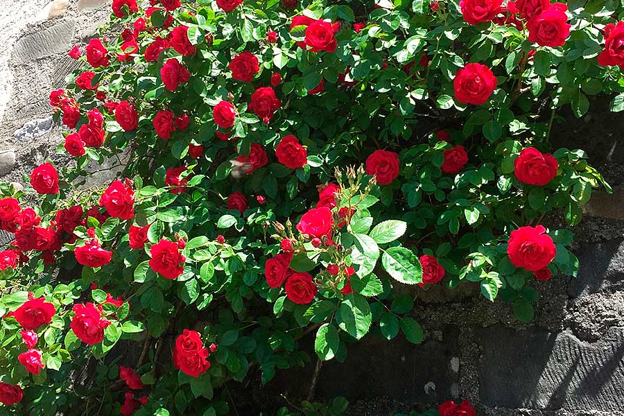 Плетистые розы Рамблеры - отличие от Клаймберов - Мир Садоводства