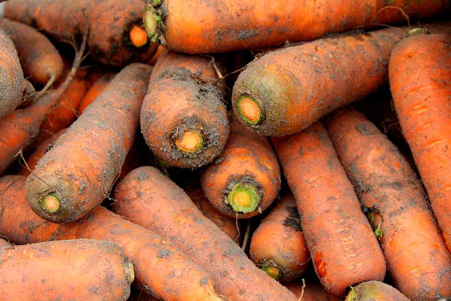 Посадка моркови под зиму, второй способ - Мир Садоводства