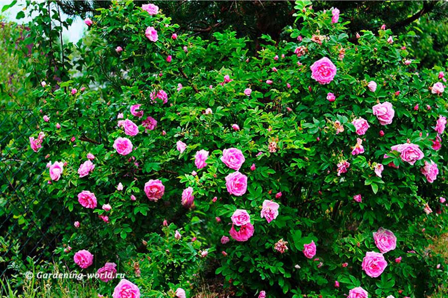 Роза морщинистая - красавица без труда, фото - Мир Садоводства
