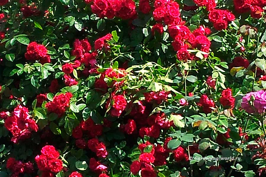 Как ухаживать за плетистыми розами в саду