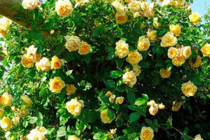 6 секретов успешного выращивания роз