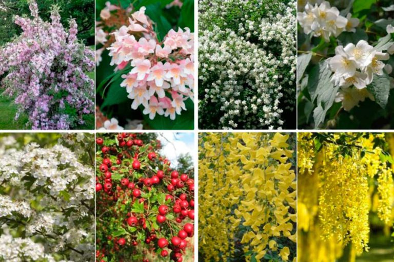 Весенние цветущие кусты фото и названия