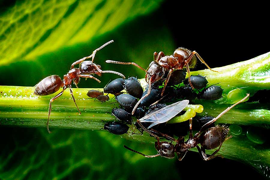 Защита от тли и муравьев - 5 простых способов