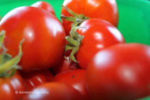 Как вырастить здоровые томаты - 3 основных правила