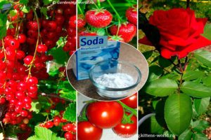 Как с помощью соды помочь растениям в саду и огороде