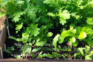 Как сделать посадки ранней весной овощей и зелени в теплицу